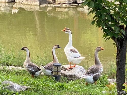 娱乐吃瓜羊,揭秘娱乐圈那些不为人知的幕后故事