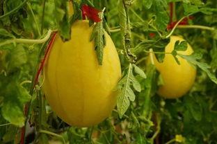 2021吃瓜群,揭秘娱乐圈幕后风云